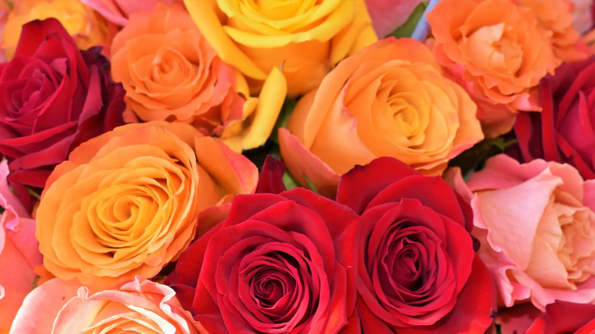Una rosa para mi mujer