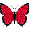 Mariposa